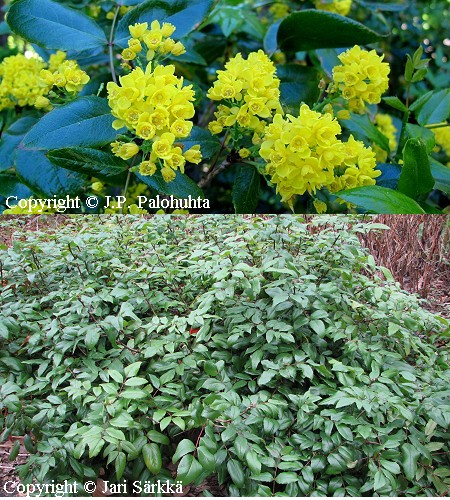 Mahonia - Mahonia aquifolium